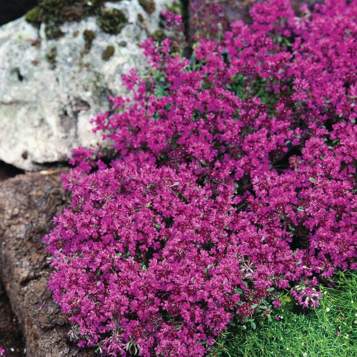 Thymus praecox: RED CARPET Plants butaşi trandafiri de grădină în ghiveci sau rădăcină liberă