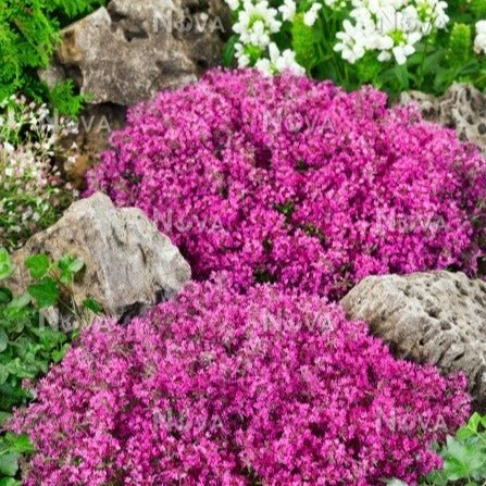 Thymus praecox: RED CARPET Plants butaşi trandafiri de grădină în ghiveci sau rădăcină liberă