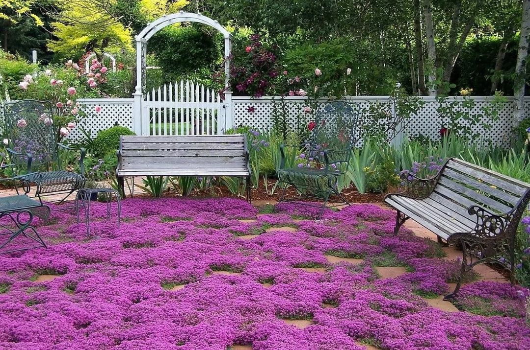 Thymus praecox: RED CARPET Plants butaşi trandafiri de grădină în ghiveci sau rădăcină liberă