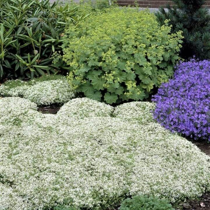 Thymus praecox: WHITE butaşi trandafiri de grădină în ghiveci sau rădăcină liberă