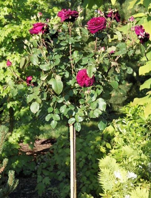 Tige MUNSTEAD WOOD ® Butasi trandafiri de gradina butaşi trandafiri de grădină în ghiveci sau rădăcină liberă