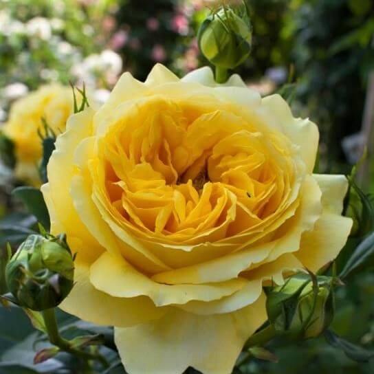Toulouse Lautrec ® Trandafir Teahibrid butaşi trandafiri de grădină în ghiveci sau rădăcină liberă