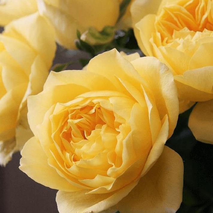 Toulouse Lautrec ® Trandafir Teahibrid butaşi trandafiri de grădină în ghiveci sau rădăcină liberă