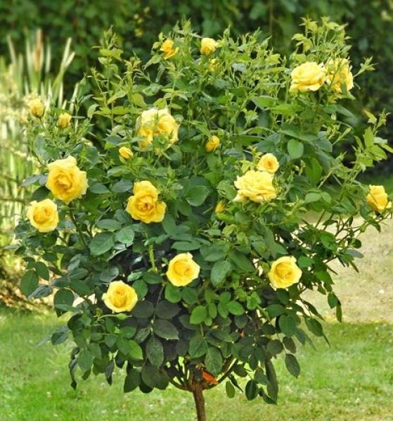 Trandafir pomişor: CARTE D'OR ® Butasi trandafiri de gradina butaşi trandafiri de grădină în ghiveci sau rădăcină liberă