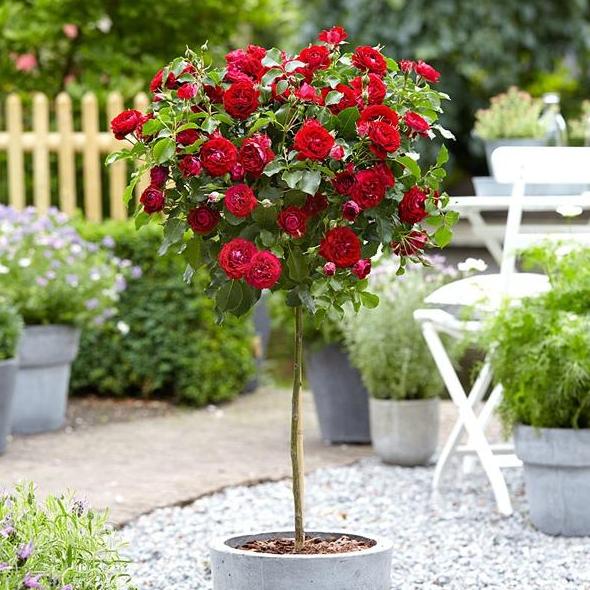 Trandafir pomişor: INGRID BERGMAN ® Butasi trandafiri de gradina butaşi trandafiri de grădină în ghiveci sau rădăcină liberă