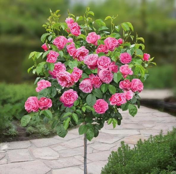 Trandafir pomişor: LEONARDO DA VINCI ® Butasi trandafiri de gradina butaşi trandafiri de grădină în ghiveci sau rădăcină liberă