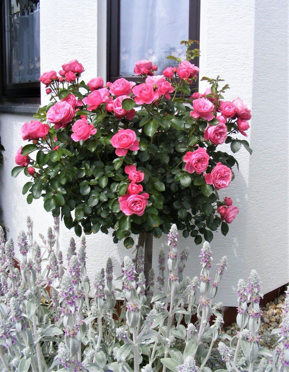 Trandafir pomişor: LEONARDO DA VINCI ® Butasi trandafiri de gradina butaşi trandafiri de grădină în ghiveci sau rădăcină liberă