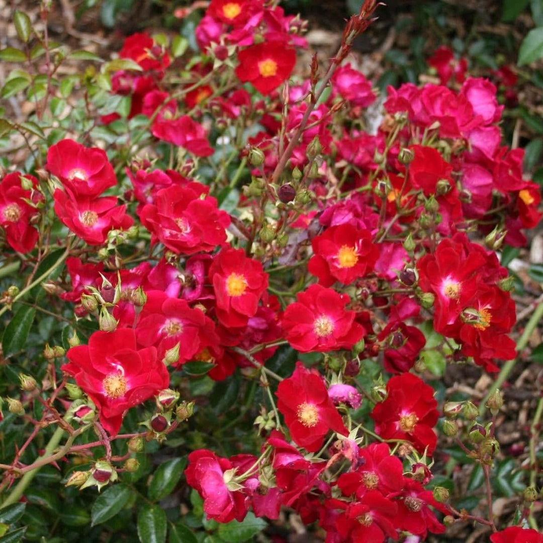 Trandafir Pomisor Plangator : SIMPLY RED Butasi trandafiri de gradina butaşi trandafiri de grădină în ghiveci sau rădăcină liberă