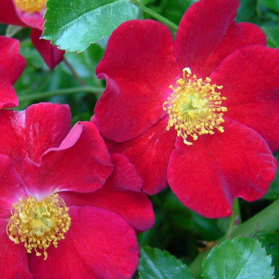 Trandafir Pomisor Plangator : SIMPLY RED Butasi trandafiri de gradina butaşi trandafiri de grădină în ghiveci sau rădăcină liberă