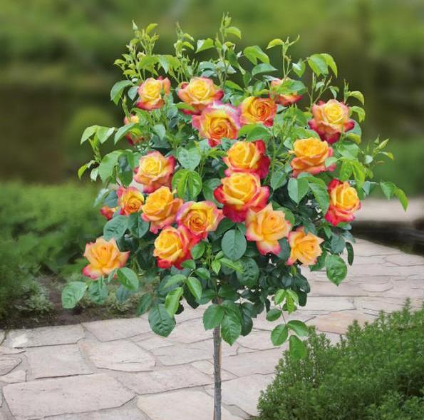 Trandafir pomişor: PULLMAN ORIENT EXPRESS ® Butasi trandafiri de gradina butaşi trandafiri de grădină în ghiveci sau rădăcină liberă