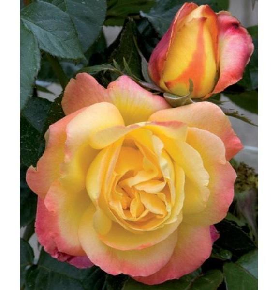 Trandafir pomişor: PULLMAN ORIENT EXPRESS ® Butasi trandafiri de gradina butaşi trandafiri de grădină în ghiveci sau rădăcină liberă