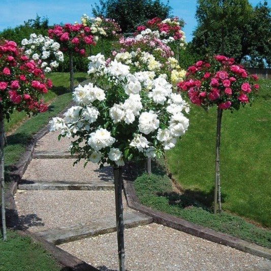 Trandafir Pomisor : Schneeuwitchen Butasi trandafiri de gradina butaşi trandafiri de grădină în ghiveci sau rădăcină liberă