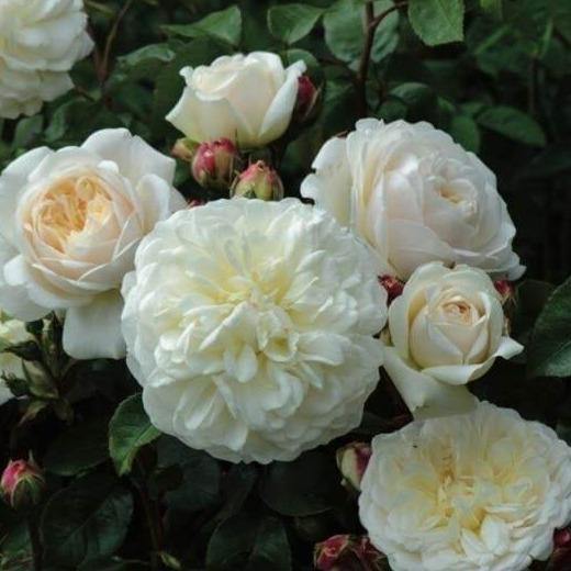TRANQUILITY ® Butasi trandafiri de gradina butaşi trandafiri de grădină în ghiveci sau rădăcină liberă