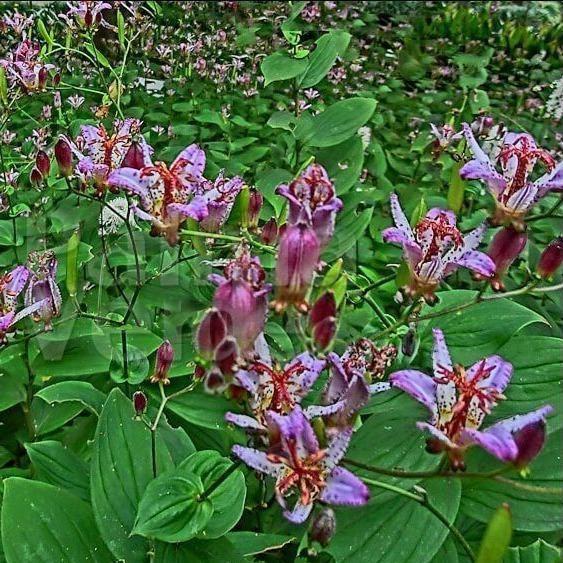 Tricyrtis formosa : PURPLE BEAUTY Perene butaşi trandafiri de grădină în ghiveci sau rădăcină liberă