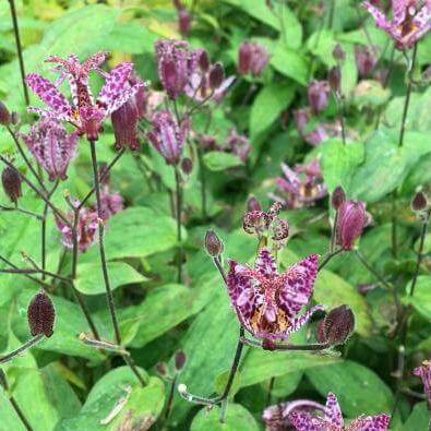 Tricyrtis formosa : PURPLE BEAUTY Perene butaşi trandafiri de grădină în ghiveci sau rădăcină liberă