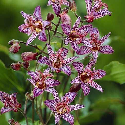 Tricyrtis formosa : PURPLE BEAUTY Perene butaşi trandafiri de grădină în ghiveci sau rădăcină liberă