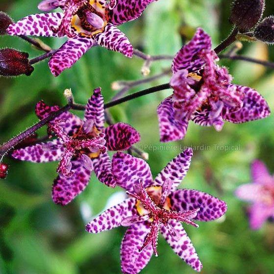 Tricyrtis formosa : PURPLE BEAUTY Perene butaşi trandafiri de grădină în ghiveci sau rădăcină liberă