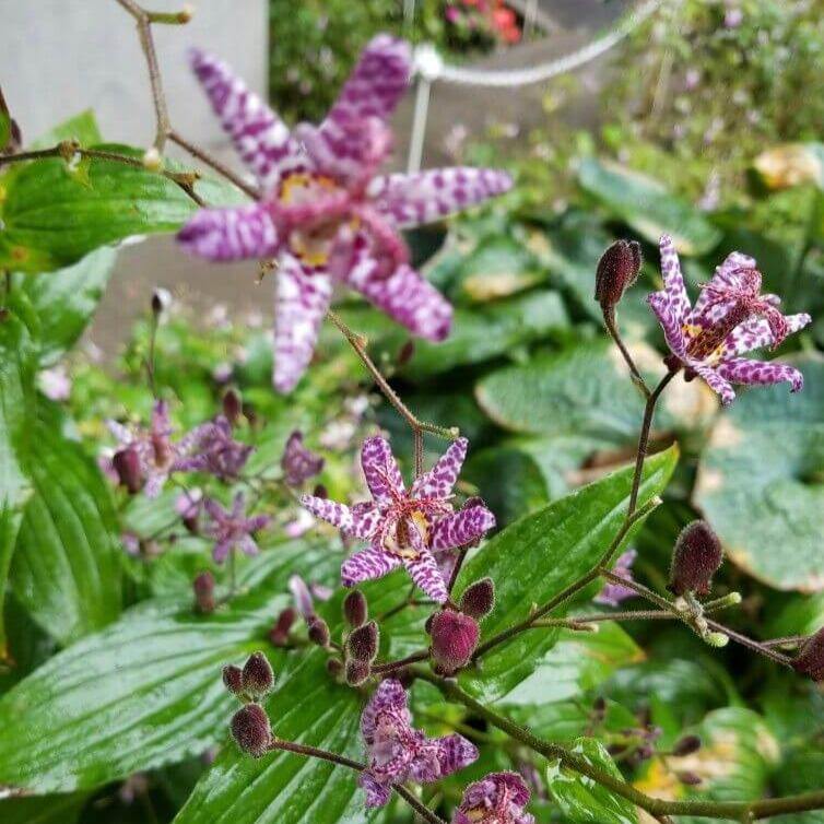 Tricyrtis formosa : PURPLE BEAUTY Perene butaşi trandafiri de grădină în ghiveci sau rădăcină liberă