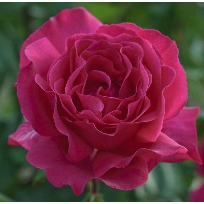 Velasquez ® Trandafir Teahibrid butaşi trandafiri de grădină în ghiveci sau rădăcină liberă