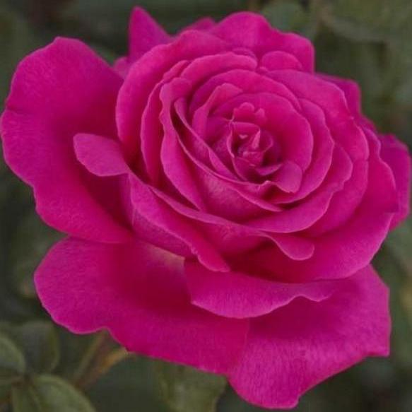 Velasquez ® Trandafir Teahibrid butaşi trandafiri de grădină în ghiveci sau rădăcină liberă
