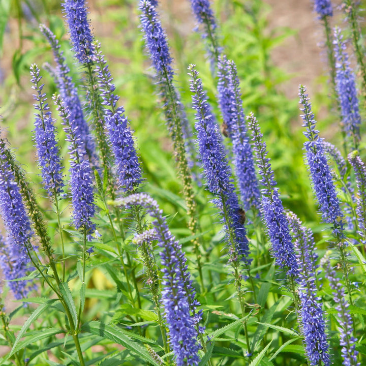 Veronica spicata: ULSTER BLUE DWARF Plants butaşi trandafiri de grădină în ghiveci sau rădăcină liberă