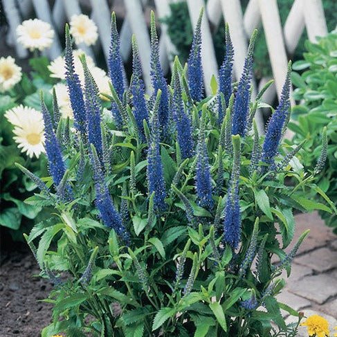 Veronica spicata: ULSTER BLUE DWARF Plants butaşi trandafiri de grădină în ghiveci sau rădăcină liberă