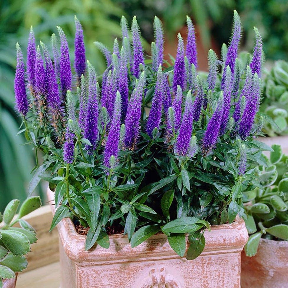 Veronica spicata: ULSTER BLUE DWARF Plants butaşi trandafiri de grădină în ghiveci sau rădăcină liberă