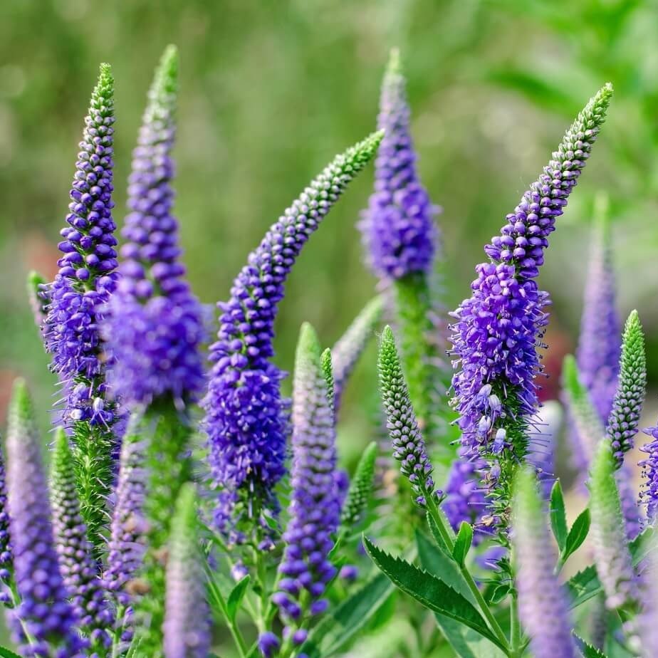 Veronica spicata: ULSTER BLUE DWARF Plants butaşi trandafiri de grădină în ghiveci sau rădăcină liberă