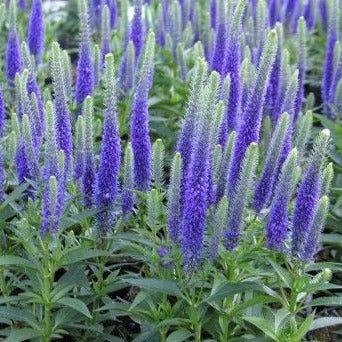 Veronica spicata: ULSTER BLUE DWARF Plants butaşi trandafiri de grădină în ghiveci sau rădăcină liberă