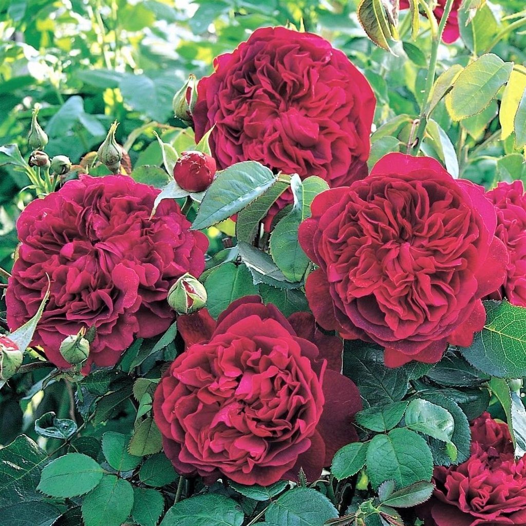 WILLIAM SHAKESPEARE 2000 ® Butasi trandafiri de gradina butaşi trandafiri de grădină în ghiveci sau rădăcină liberă