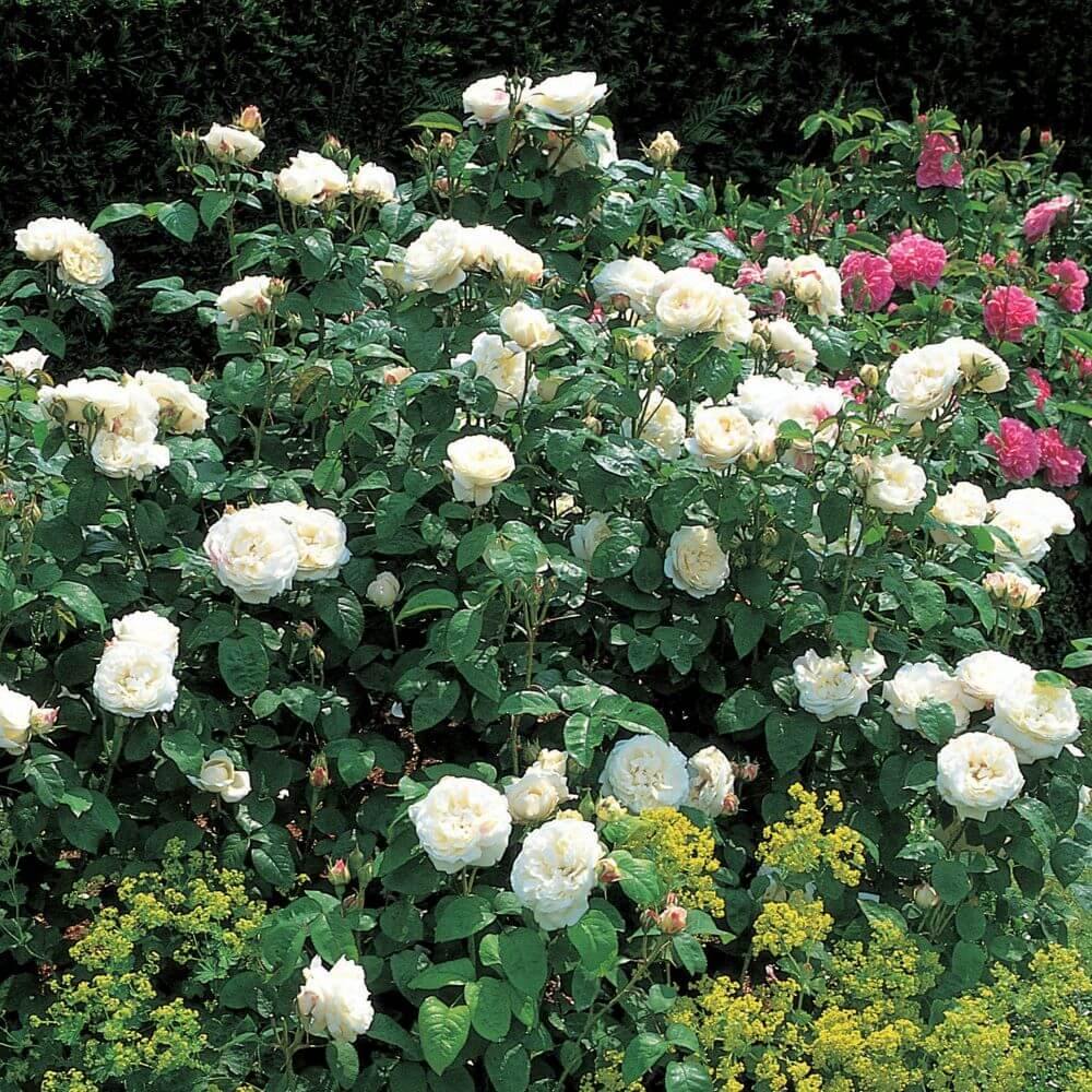 WINCHESTER CATHEDRAL ® Butasi trandafiri de gradina butaşi trandafiri de grădină în ghiveci sau rădăcină liberă