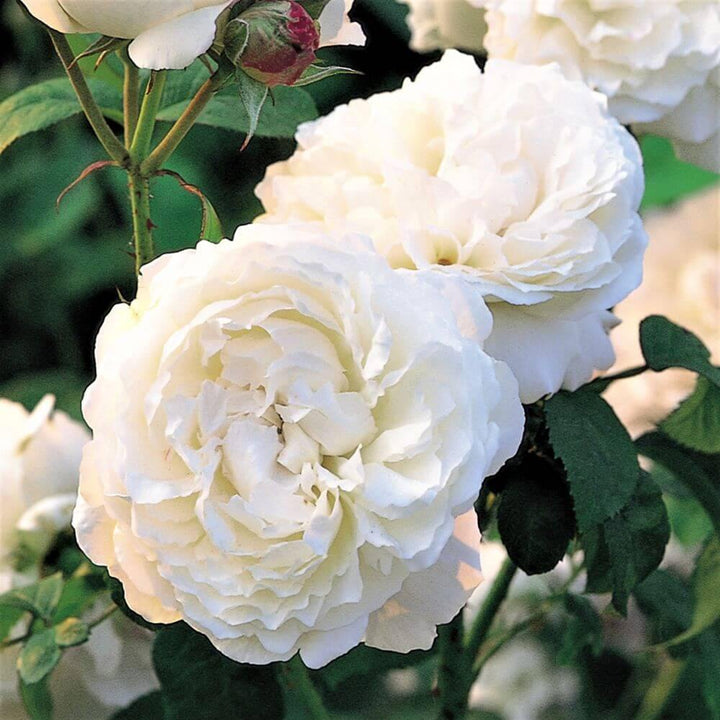 WINCHESTER CATHEDRAL ® Butasi trandafiri de gradina butaşi trandafiri de grădină în ghiveci sau rădăcină liberă