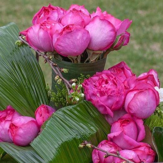 YVES PIAGET ® Butasi trandafiri de gradina butaşi trandafiri de grădină în ghiveci sau rădăcină liberă