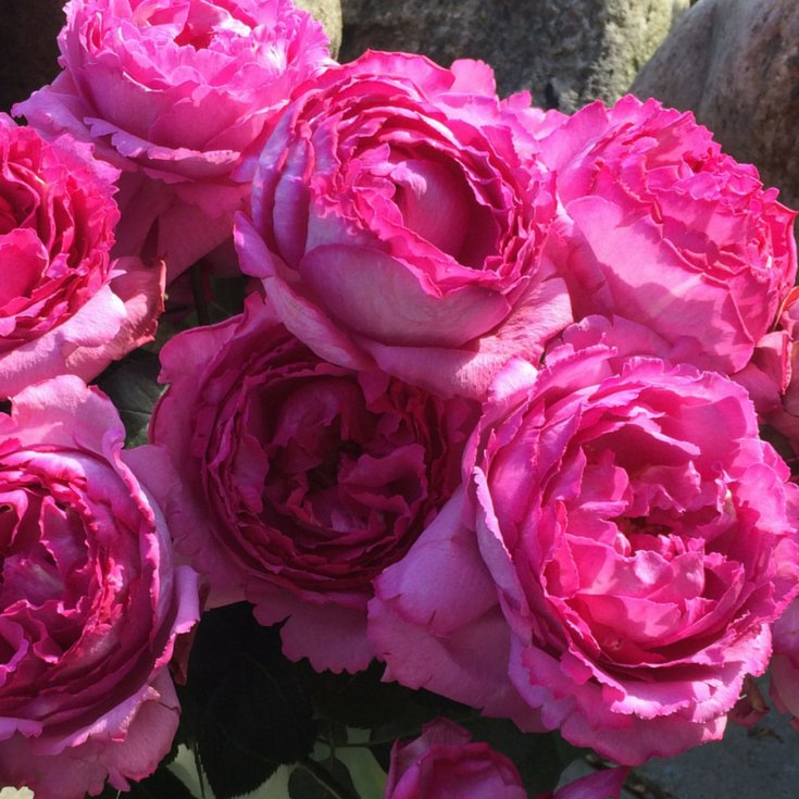 YVES PIAGET ® Butasi trandafiri de gradina butaşi trandafiri de grădină în ghiveci sau rădăcină liberă