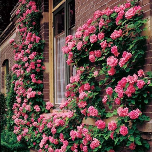 Zephirine Drouhin ® Trandafir Cățărător Urcător butaşi trandafiri de grădină în ghiveci sau rădăcină liberă