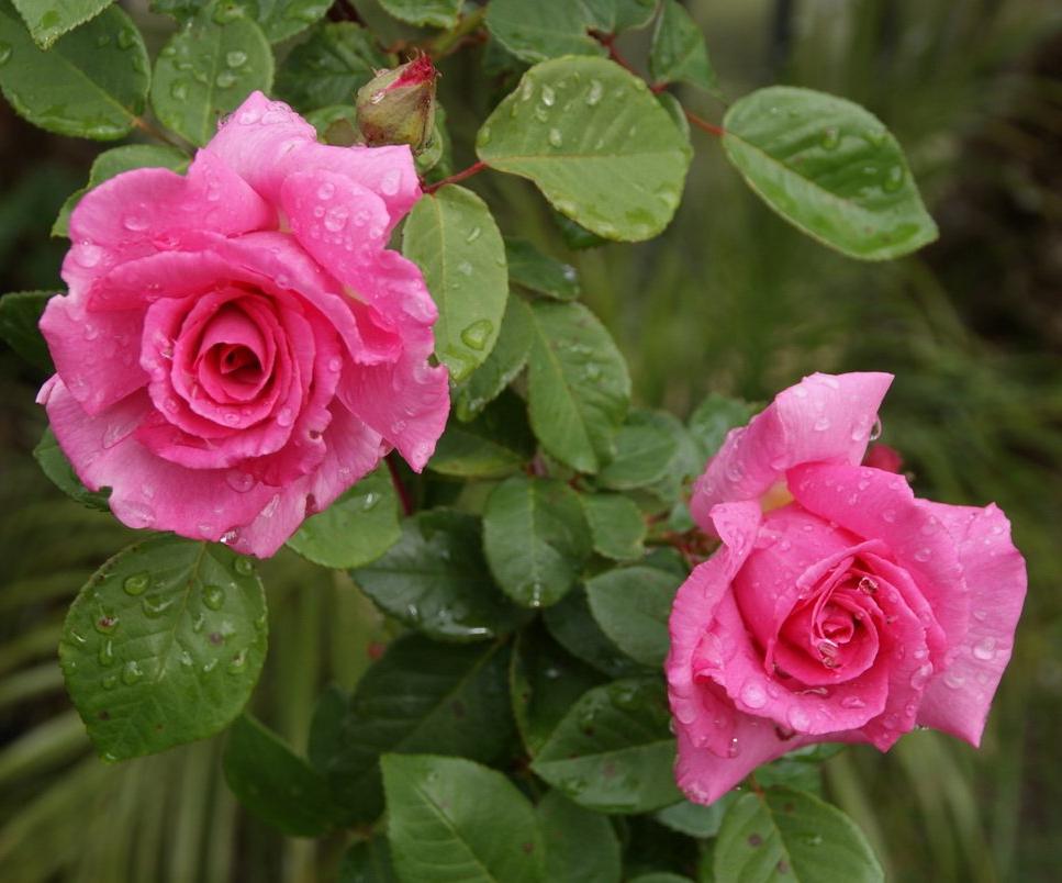Zephirine Drouhin ® Trandafir Cățărător Urcător butaşi trandafiri de grădină în ghiveci sau rădăcină liberă